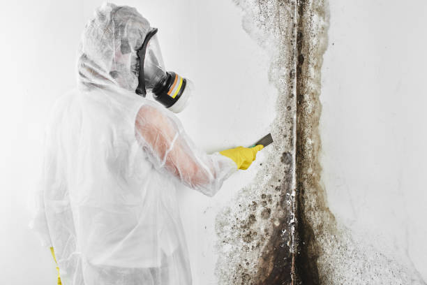 Best Kitchen Mold Remediation in Hinckley, IL