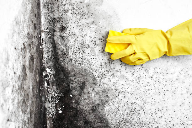 Best HVAC Mold Remediation in Hinckley, IL