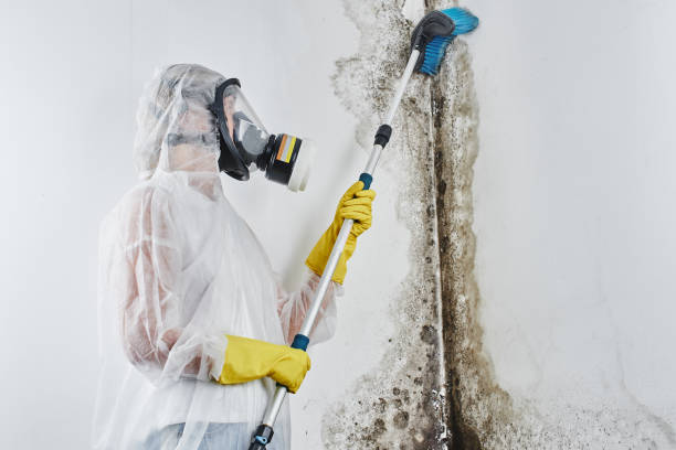 Best Bathroom Mold Remediation in Hinckley, IL