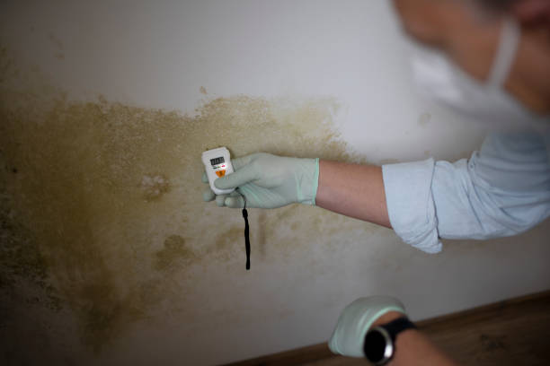 Best Health and Safety Mold Remediation in Hinckley, IL