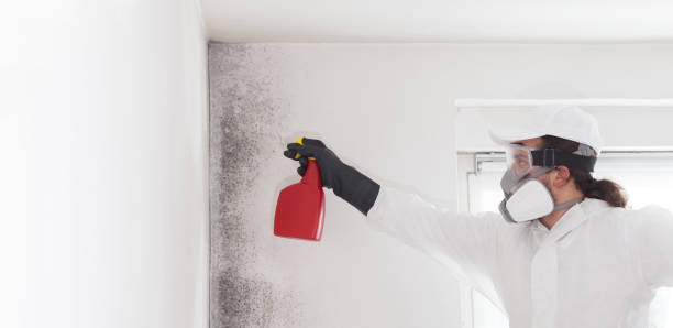 Best Black Mold Remediation in Hinckley, IL