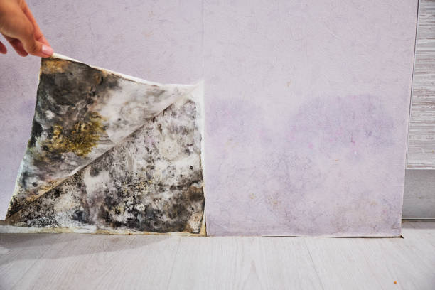 Best DIY Mold Remediation Support Services in Hinckley, IL